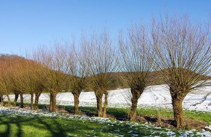 Haak * Halle (Westfalen)